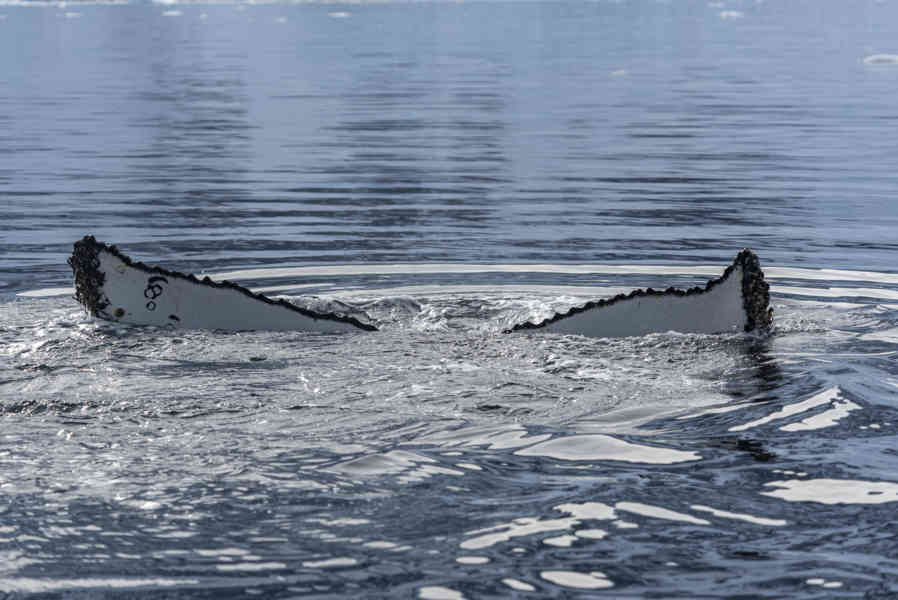 Ballena Minke - Antártida 20.jpg